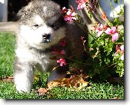 Alaskan malamute \(Dog standard\)