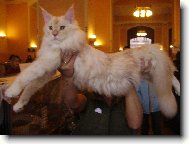 Maine Coon