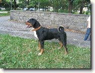 Appenzeller Sennenhund