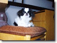 Chin, Japanese Chin