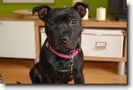 Staffordshire bull terrier \(Dog standard\)