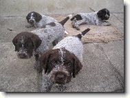 Czech Pointer, Bohemian wire-haired Pointing griffon