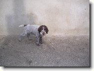 Czech Pointer, Bohemian wire-haired Pointing griffon