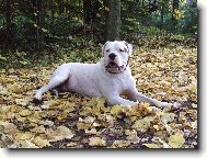 Dogo Argentino