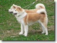Japanese akita \(Dog standard\)