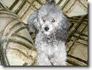 Poodle, caniche \(Dog standard\)