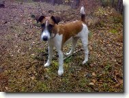 Fox Terrier Smooth