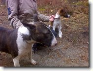 Fox Terrier Smooth