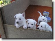 White swiss shepherd dog \\\\\(Dog standard\\\\\)