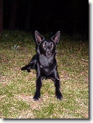 Australsk kelpie