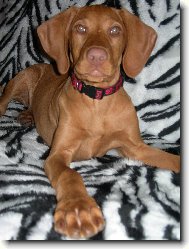 Rvidszr Magyar Vizsla, Hungarian Short-haired Pointing Dog