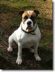 American Bulldog