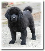 Tibetan Mastiff