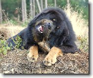 Tibetan Mastiff