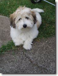 Coton de tulear \(Dog standard\)