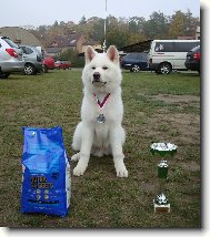 Japanese akita \(Dog standard\)