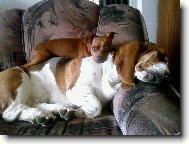 Miniature pinscher \(Dog standard\)