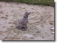 Weimaraner \(Dog standard\)