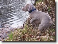 Weimaraner, Weimaraner Vorsterhund