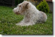 Fox terrier wire \\\\\(Dog standard\\\\\)