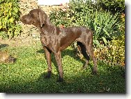 German shorthaired pointing dog \(Dog standard\)