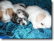 Coton de tulear \(Dog standard\)