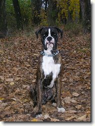 Deutscher Boxer