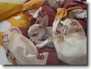Chihuahua