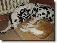 Dalmatian \(Dog standard\)