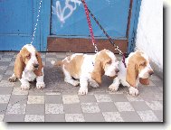 Basset hound \(Dog standard\)