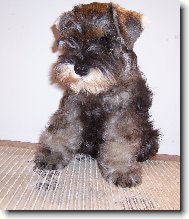 Zwergschnauzer, Miniature Schnauzer