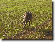 Czech Pointer, Bohemian wire-haired Pointing griffon