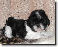 icu, Shih-Tzu