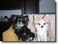 Chihuahua