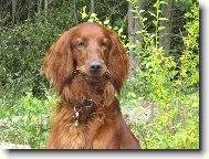 Irish red setter \(Dog standard\)