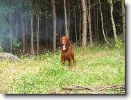 Irish red setter \(Dog standard\)