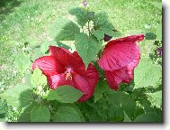 Hibiscus rosa-sinensis