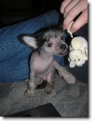 Chinese Crested Dog