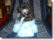 Poodle, caniche \(Dog standard\)