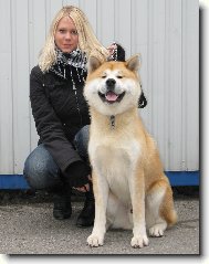 Japanese akita \(Dog standard\)