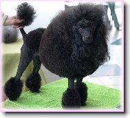 Poodle, caniche \(Dog standard\)