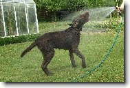 Flat coated retriever \(Dog standard\)