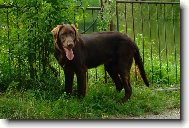 Flat coated retriever \(Dog standard\)