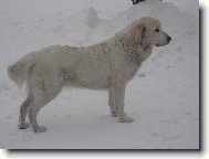 Tatra shepherd dog \(Dog standard\)