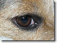 Jack Russell Terrier