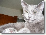 British shorthairs cat