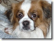 Tibetan Spaniel