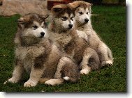 Alaskan malamute \(Dog standard\)