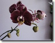 Orchidaceae