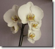 Orchidaceae